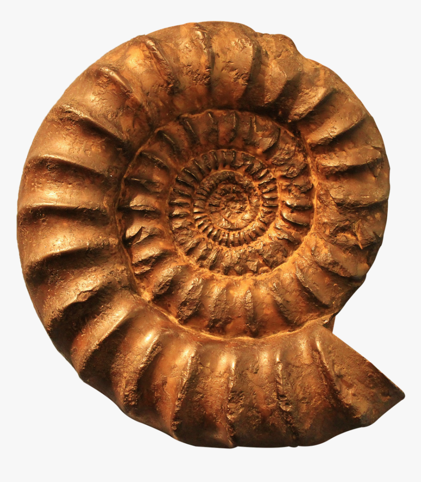 Ammonite, Fossil, Png - Fossil Png, Transparent Png