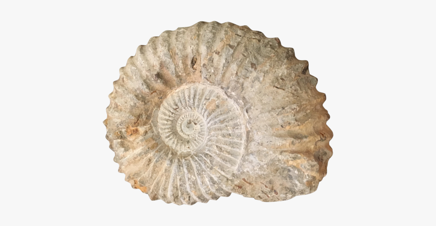 Ammonite Png, Transparent Png