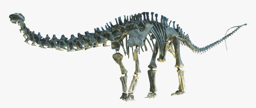 Apatosaurus Clean - Tyrannosaurus, HD Png Download
