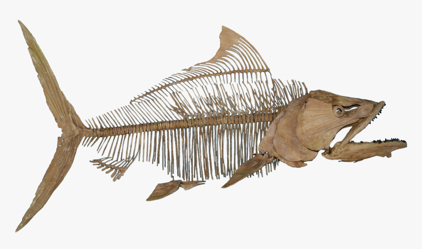 Fish Fossil No Background - Fish Fossil Png, Transparent Png