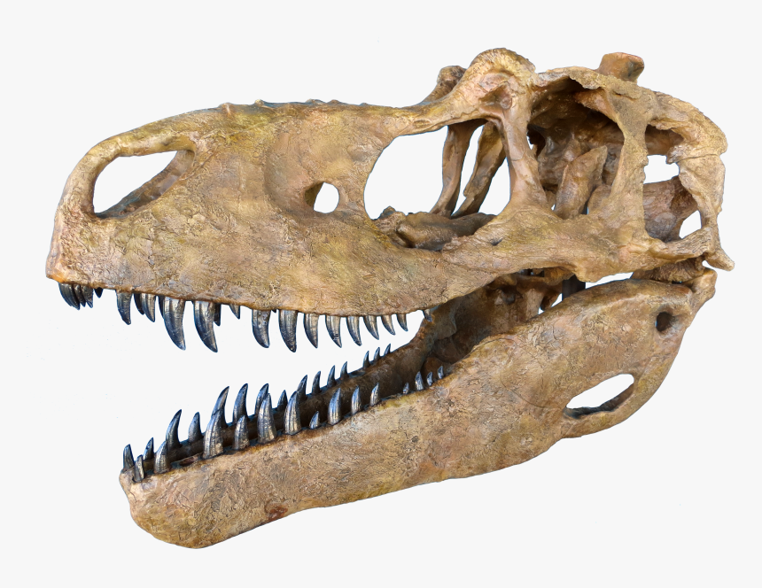 Fossil Clipart Meat Bone - Judith River Formation Daspletosaurus, HD Png Download