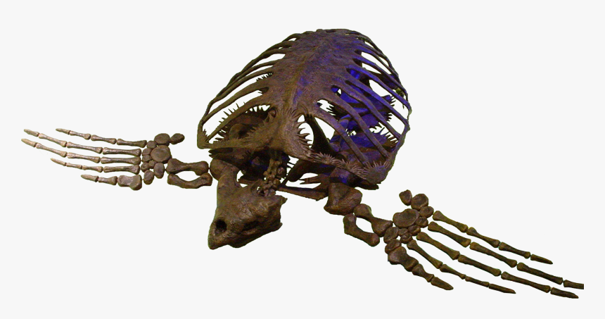 Transparent Fossil Png Fossile Archelon Png Download Transparent Png Image Pngitem