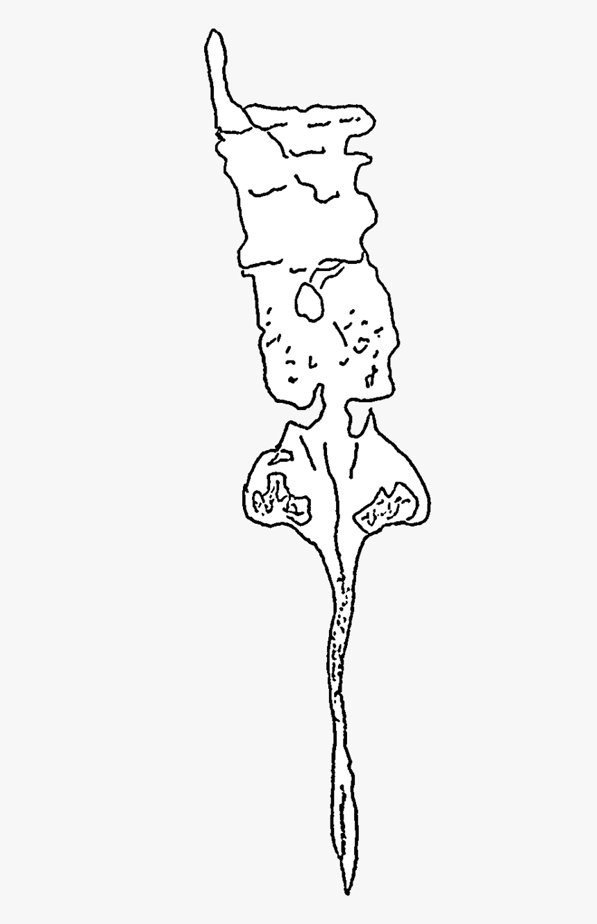 Salteropterus Fossil - Line Art, HD Png Download