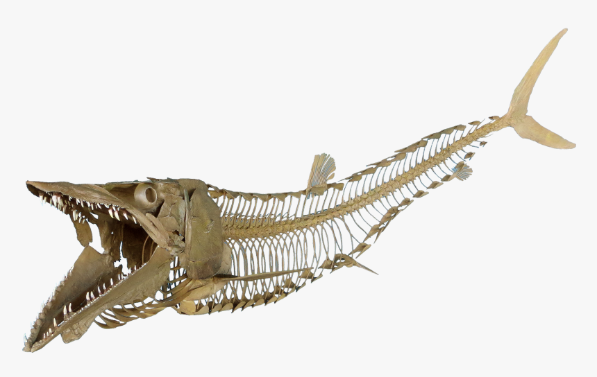 Cimolichthys Sign, Cimolichthys Skeleton - Fish Skeleton Transparent, HD Png Download