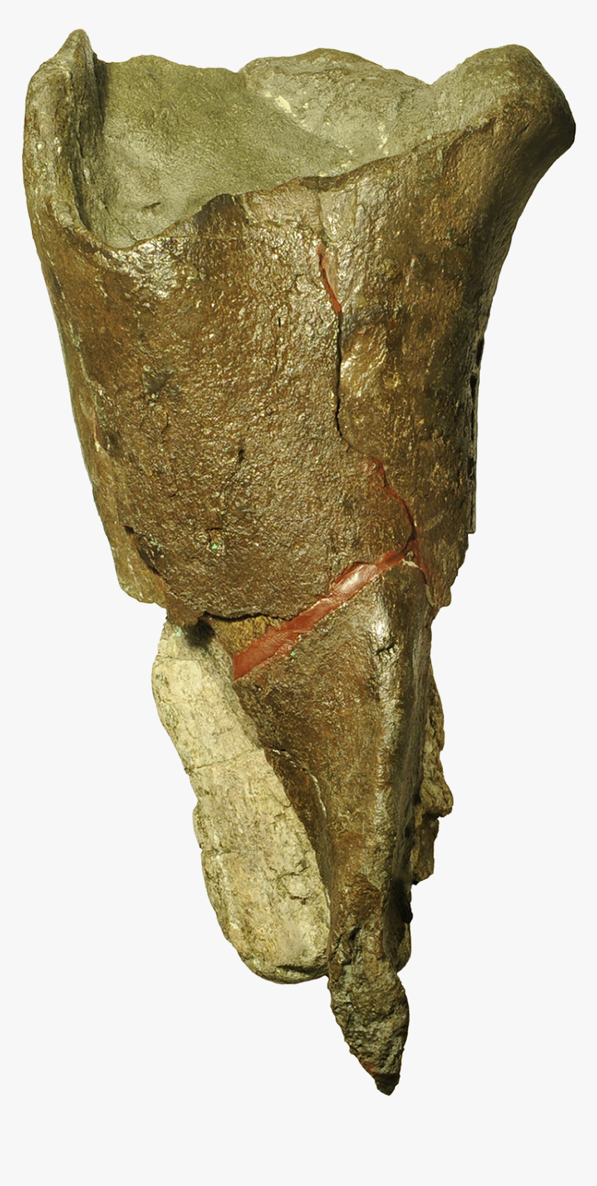 Dinosaur Bones In Washington, HD Png Download