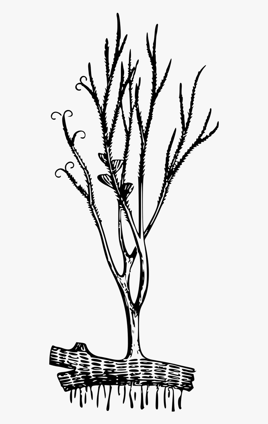 Psilophyton Princeps, HD Png Download