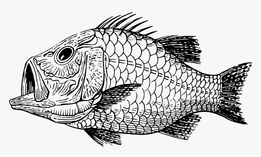 Line Art,head,art - Scales Clipart Black And White, HD Png Download