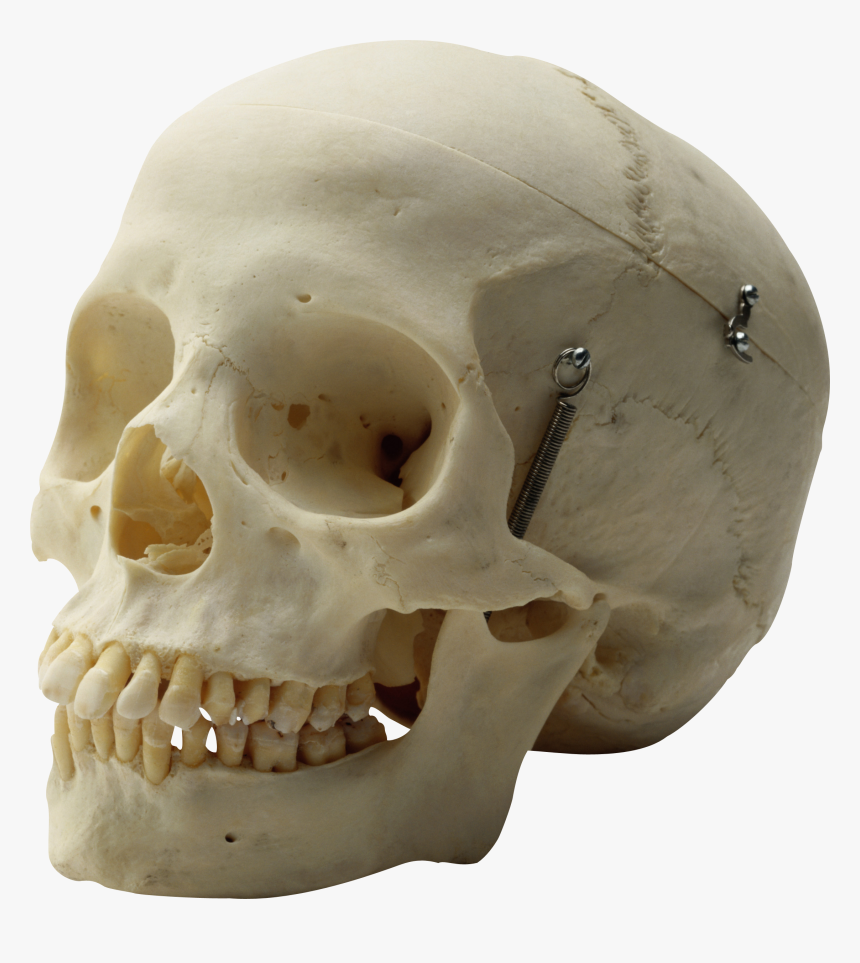 Skull Png, Transparent Png