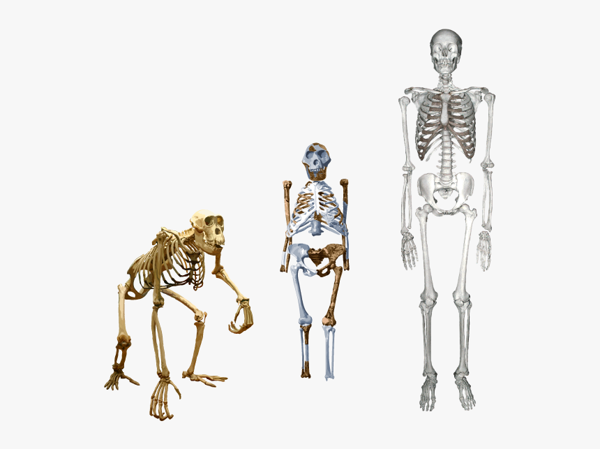 Lucy Compared To Humans, HD Png Download