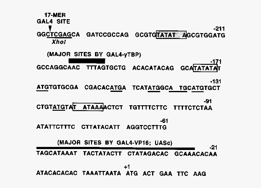 Sequence Of The Cyc1 Promoter Region And Summary Of - Sickle Cell Anemia Mutation, HD Png Download
