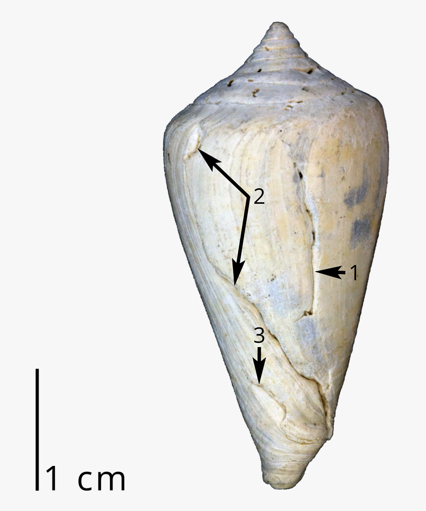 A Fossil Cone Snail Shell Showing Three Different Sets - Leafhopper, HD Png Download