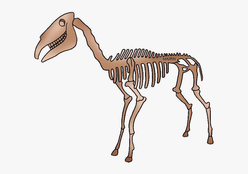 Collection Of Png - Phillip Martin Fossil Clipart, Transparent Png
