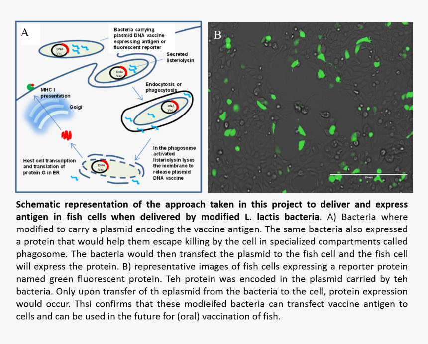 Screenshot, HD Png Download