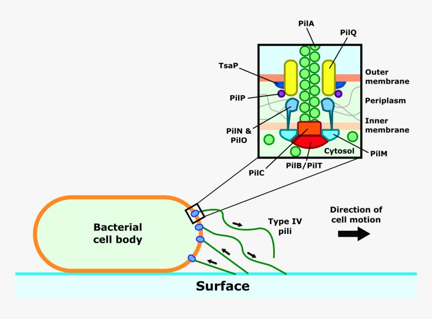 Transparent Summary Png - Type Iv Pili Motility, Png Download