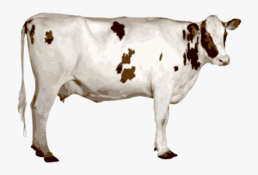 Cows Clipart Prize - Indian Cow Image Png, Transparent Png