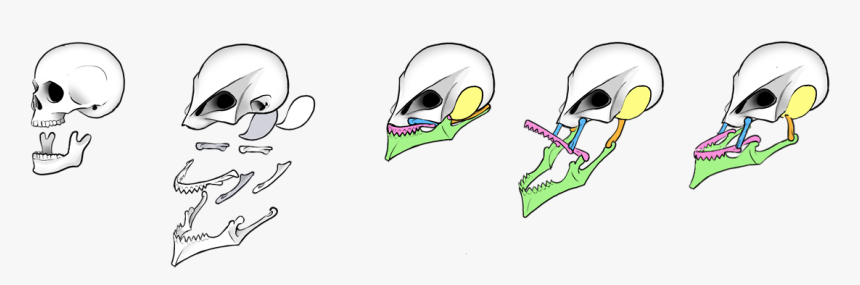 Rotifers - 
“ Teddyflesh - 
“ Teddyflesh - 
“mermaid, HD Png Download