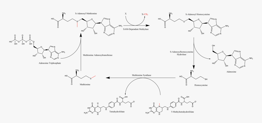 Summary Of S-adenosyl Methionine Regeneration Cycle - S Adenosylmethionine, HD Png Download