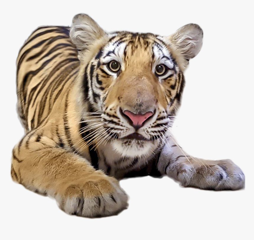 Tiger Png Image - New Mike The Tiger 2017, Transparent Png