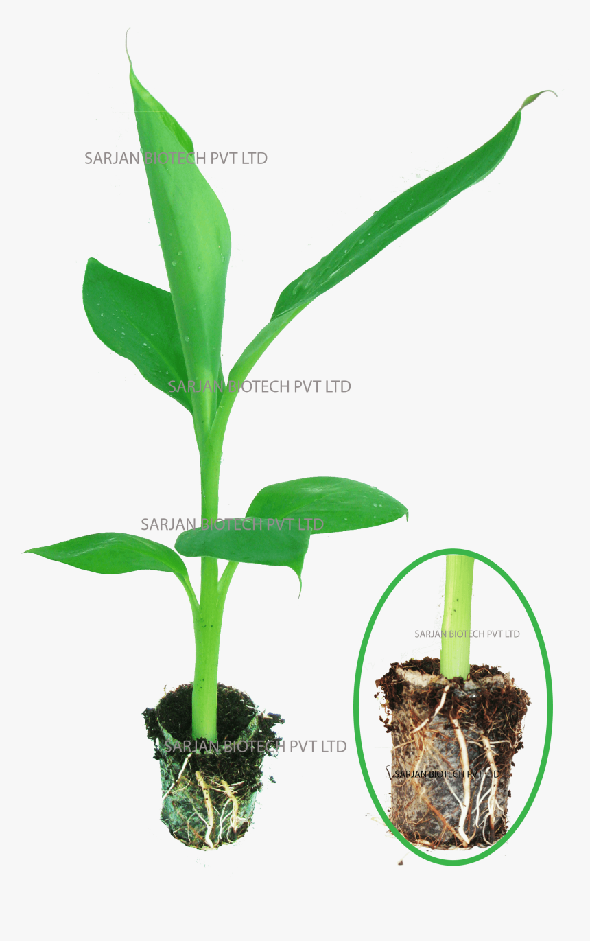 Banana Tissue Culture Plant, HD Png Download