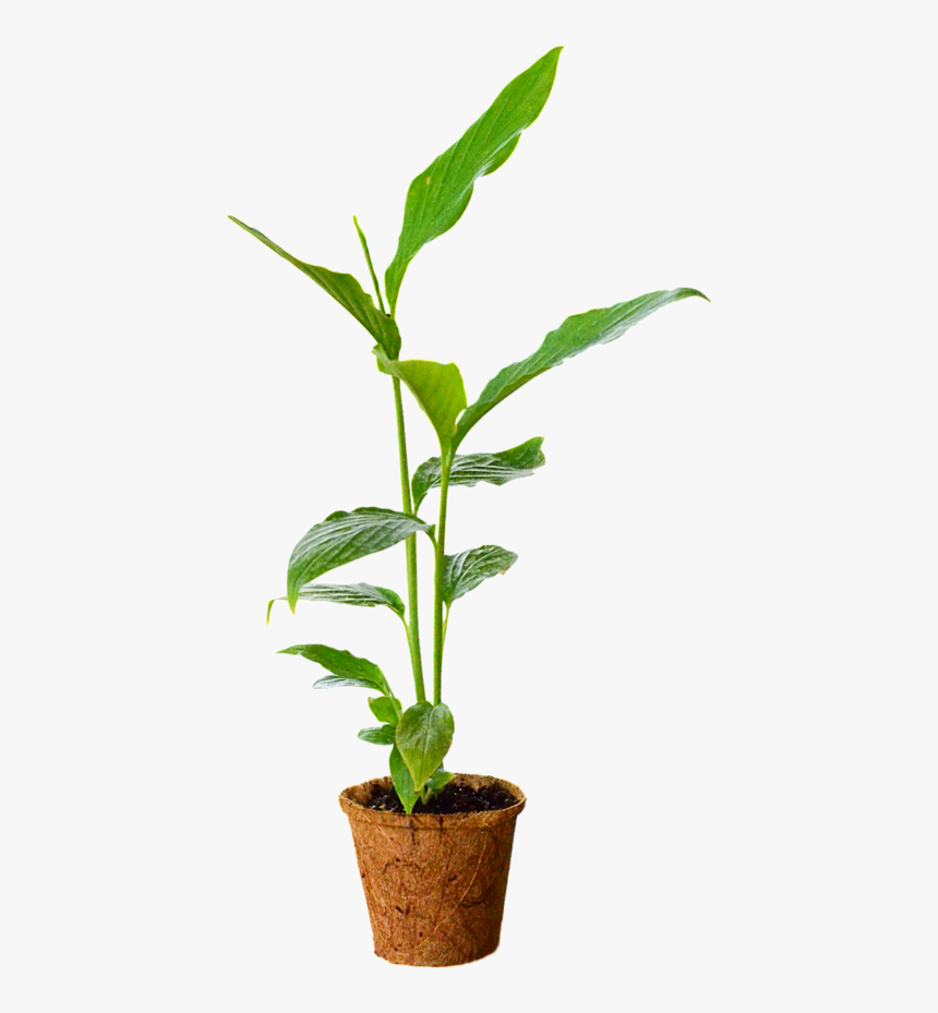 Flowerpot, HD Png Download