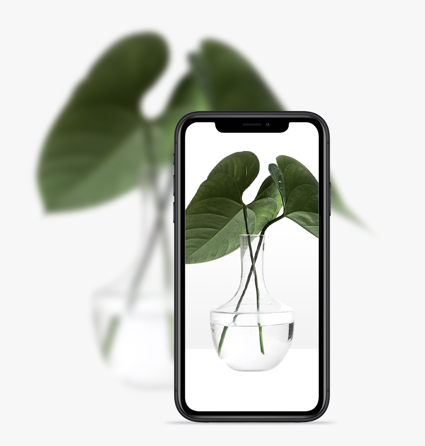 Vase Plants White Background, HD Png Download