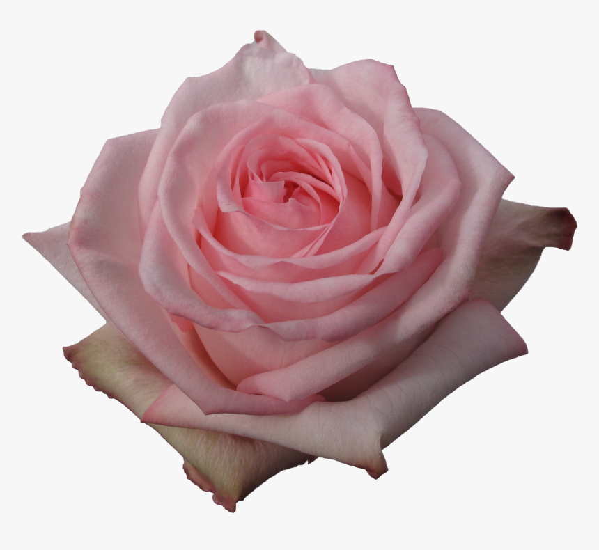 Floribunda, HD Png Download