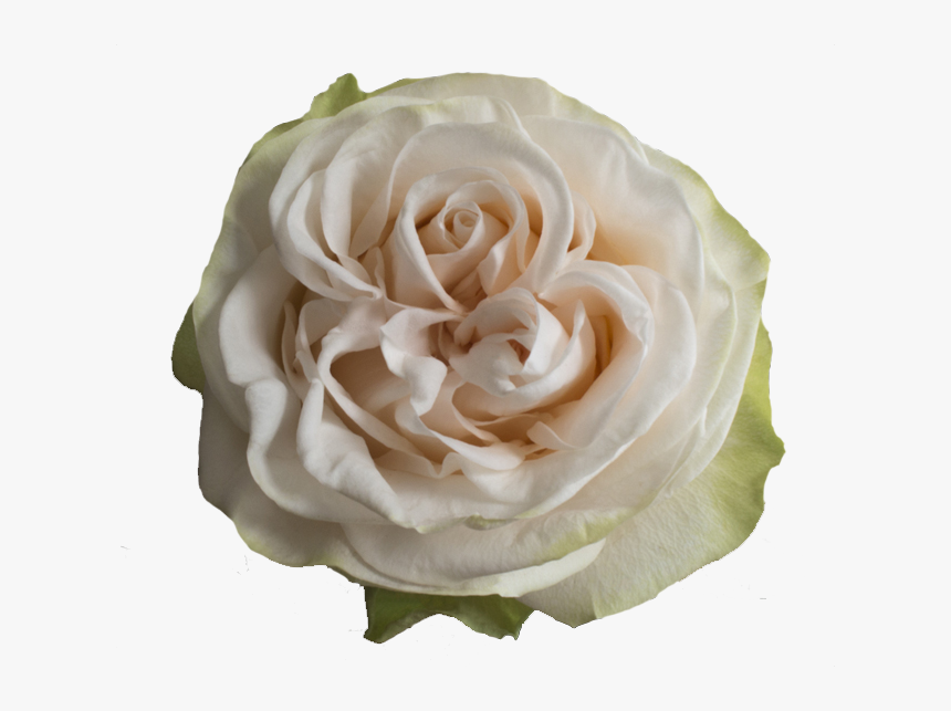 Floribunda, HD Png Download