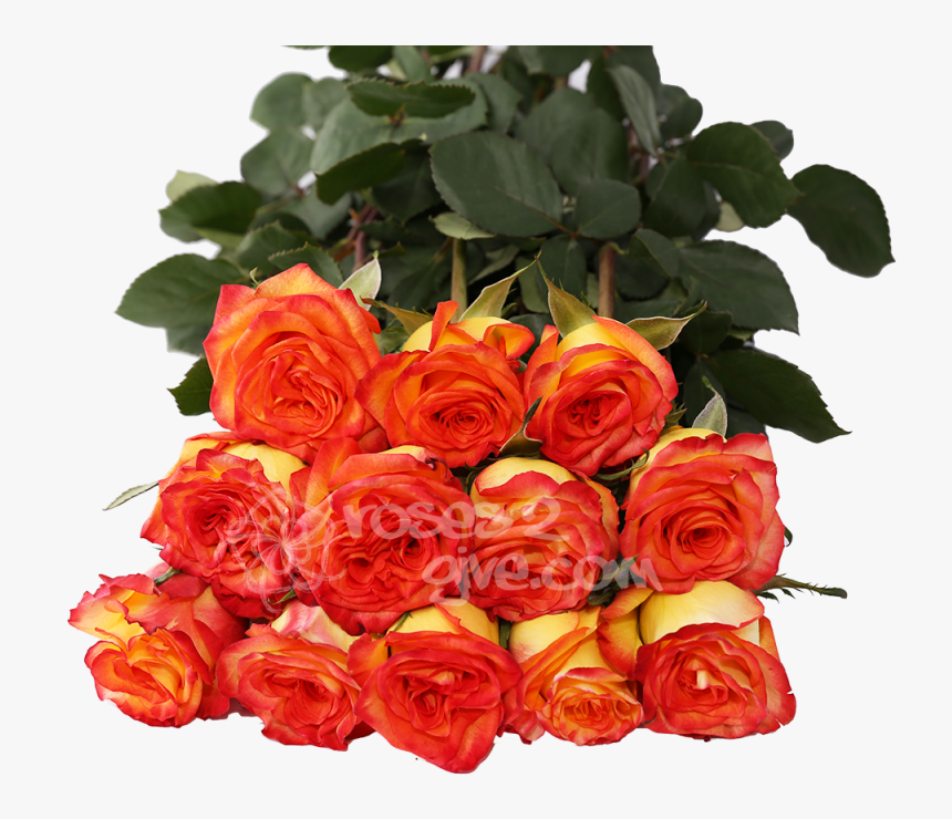 Yellow / Red Bicolor Dozen 
 Title Yellow / Red Bicolor - Floribunda, HD Png Download