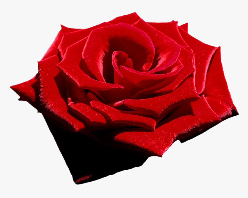 Velvet Rose Clip Art, HD Png Download
