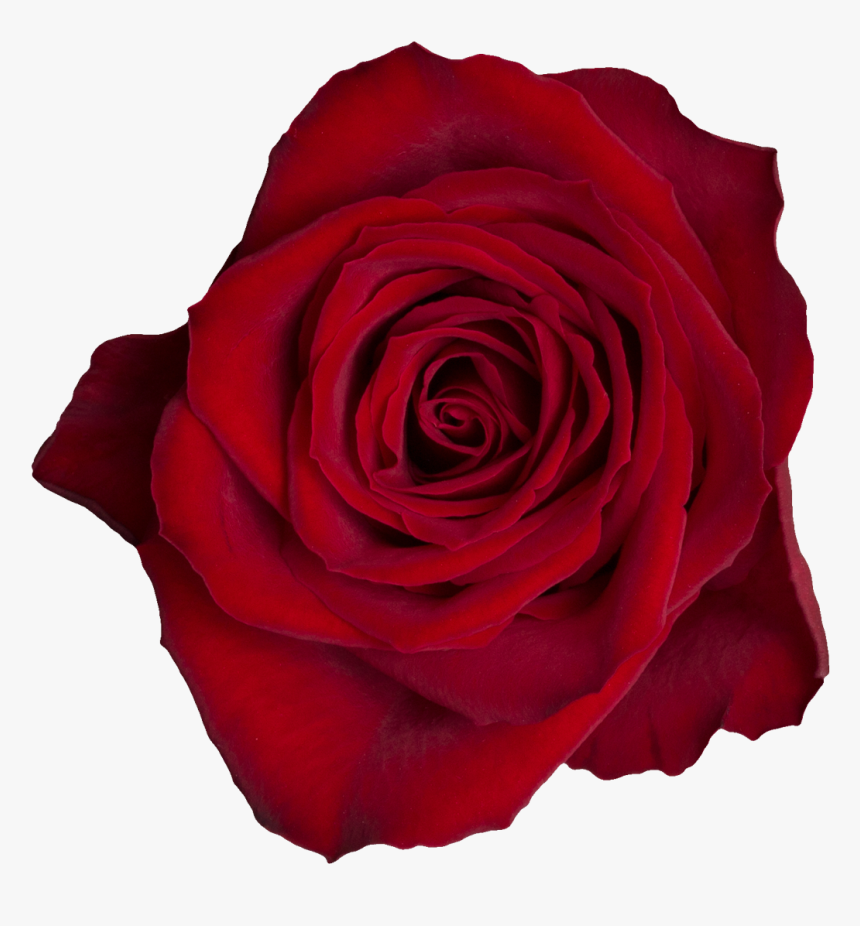 Madam Red A - Floribunda, HD Png Download