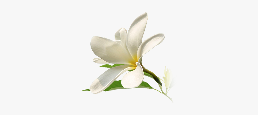 Michelia Champaca Flower Png, Transparent Png