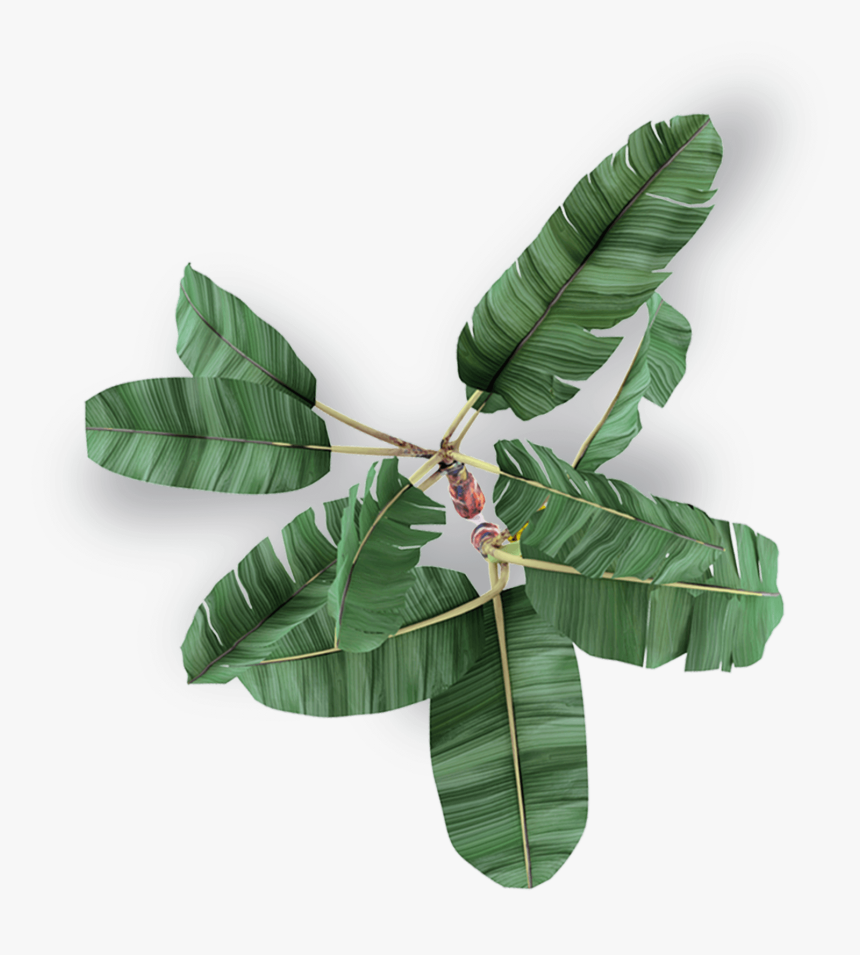 Bay Laurel, HD Png Download