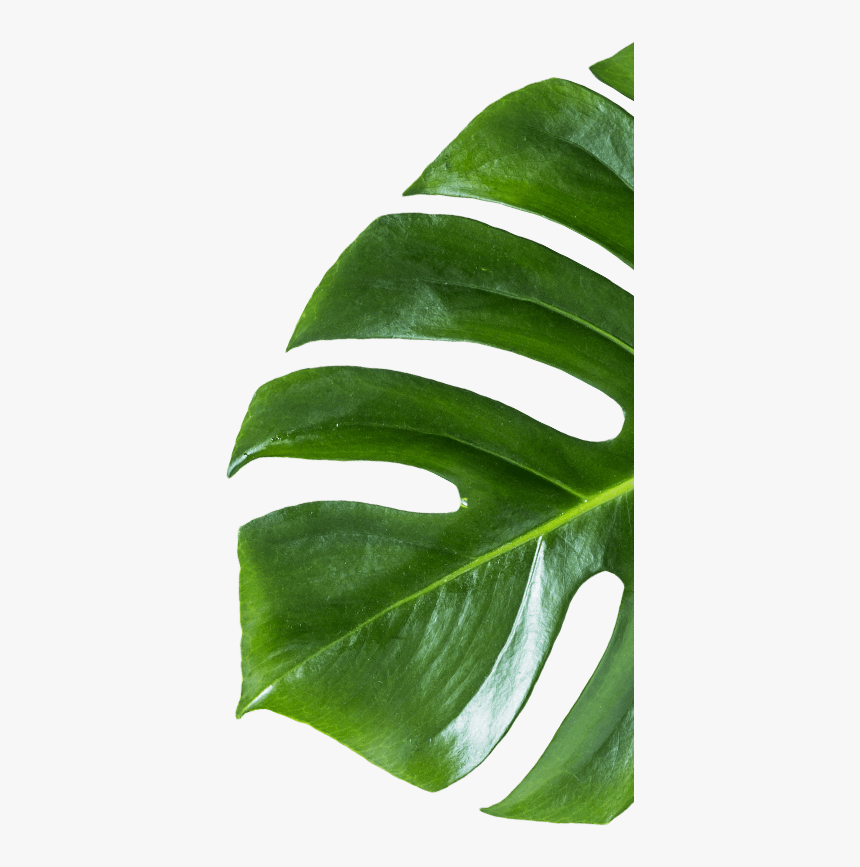 Erythroxylaceae, HD Png Download