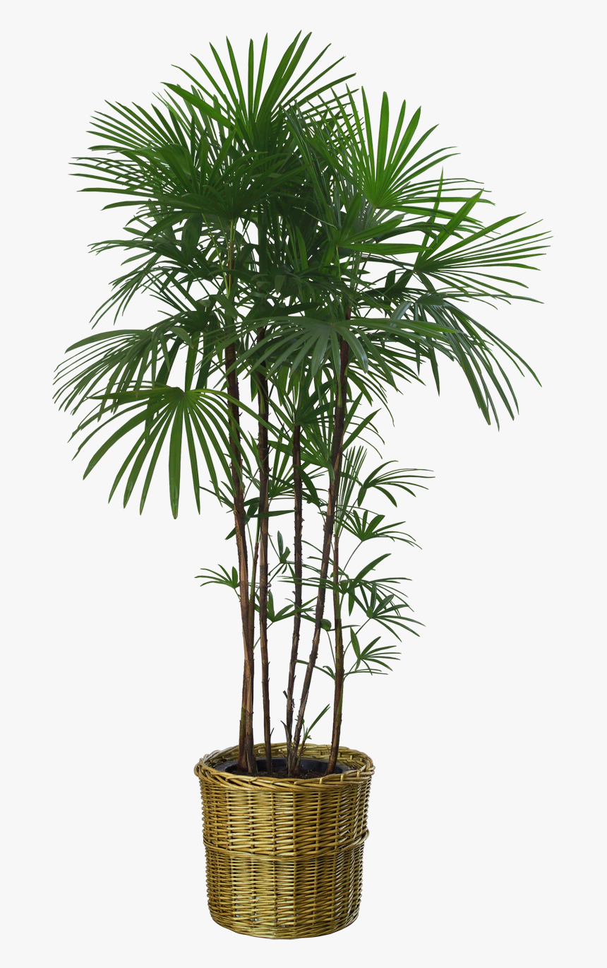 Plants Png Transparent Images - Transparent Background Plant Png, Png Download
