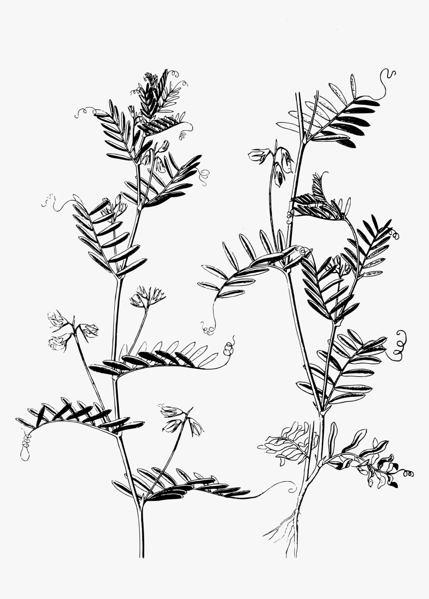 Lentil Plants Clip Arts - Lentil Plant Drawing, HD Png Download