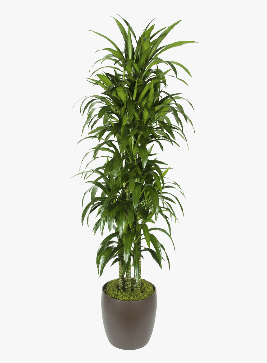 Houseplant, HD Png Download