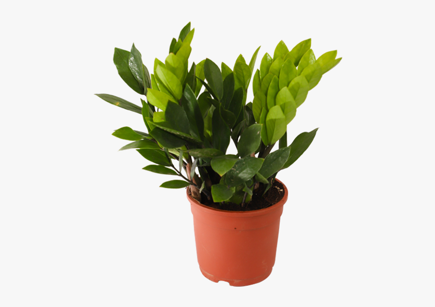 Zamioculcas Zamiifolia, Zz Plant - Jade Plant Benefits Feng Shui, HD Png Download