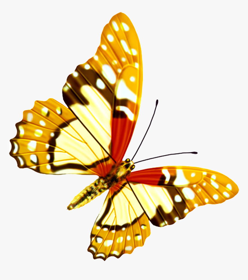 Hd Beautiful Colorful Butterfly Png - Hd Beautiful Png, Transparent Png