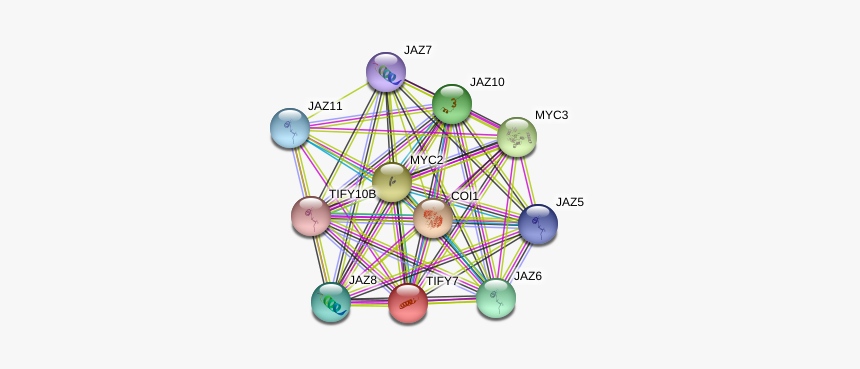 Tify7 Protein - Circle, HD Png Download
