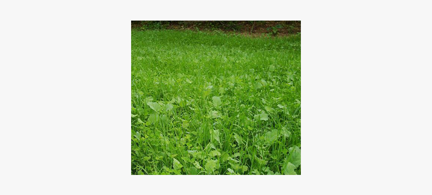 Lawn, HD Png Download