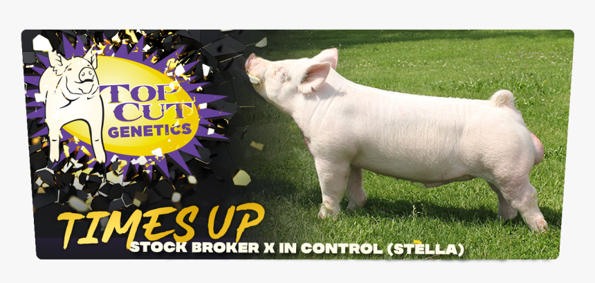 # - Domestic Pig, HD Png Download