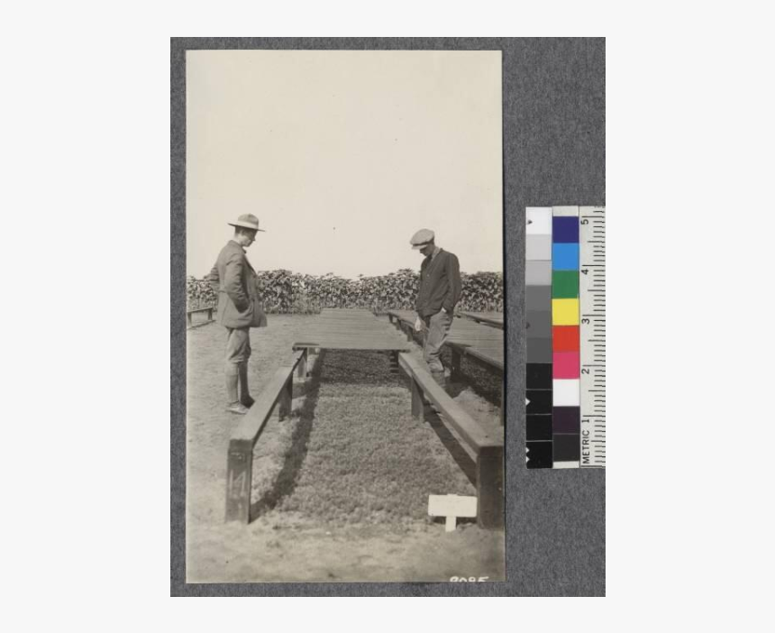 Union Lumber Company Nursery, Fort Bragg - Road, HD Png Download