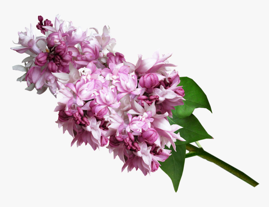 Clip Art Lilac Flower Bouquet - Люляк Png, Transparent Png