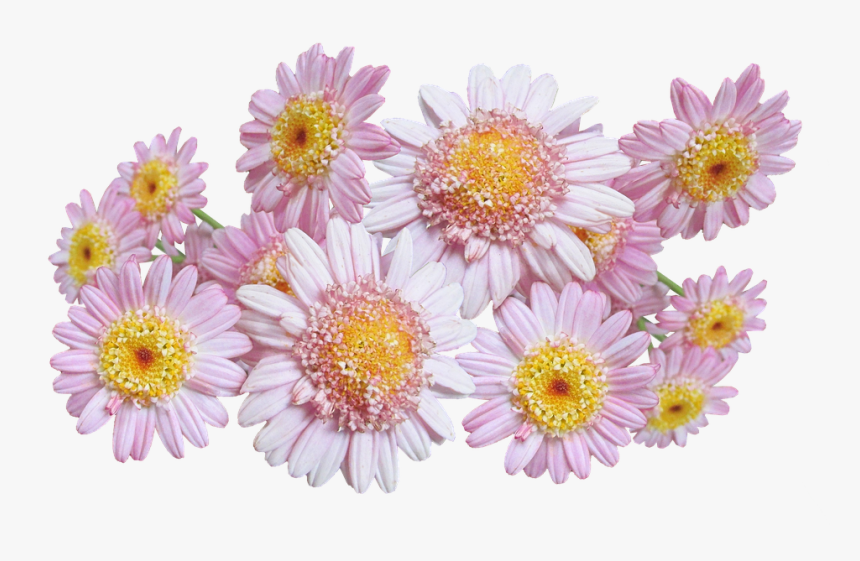 Daisies, Pink, Flowers - Chrysanths, HD Png Download