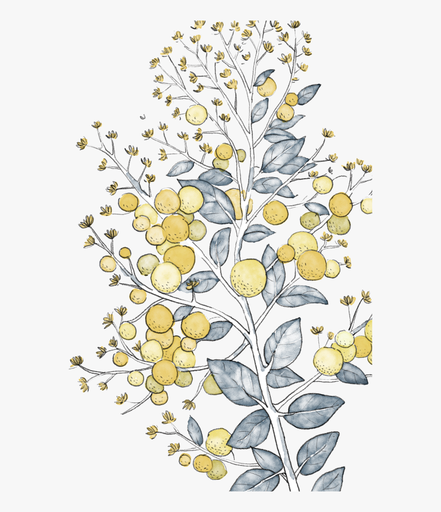 Tanacetum Balsamita, HD Png Download