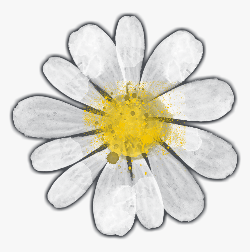 Camomile, HD Png Download