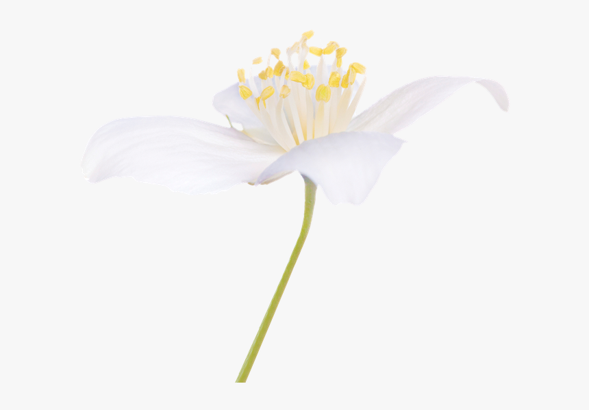 Flowers For Healing, HD Png Download