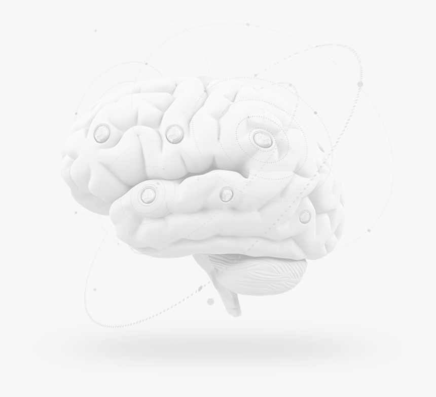 Brain - Illustration, HD Png Download