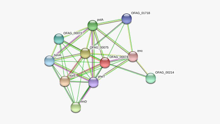 Ofag 00074 Protein - Circle, HD Png Download