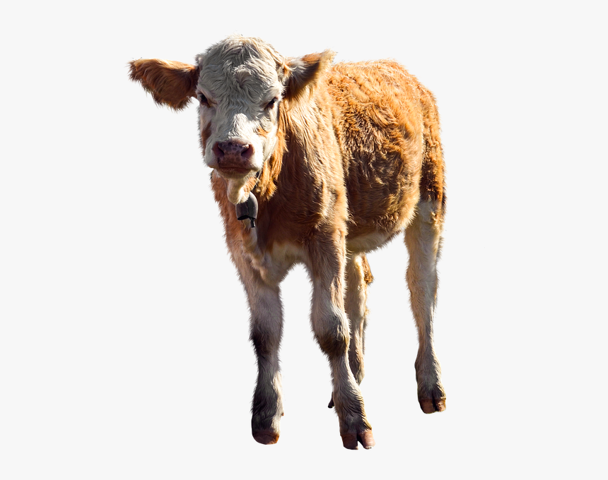 Ternero Png, Transparent Png